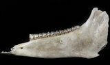 Fossil Horse Jaw - North Sea Deposits #45377-2